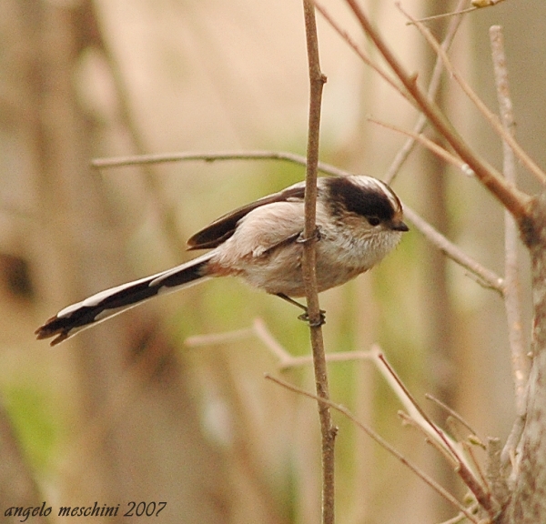 Codibugnolo - Aegithalos caudatus